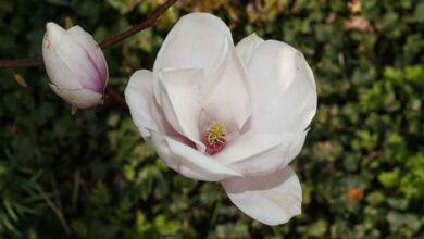 Contoh Flora Indonesia Bagian Barat, Tengah, dan Timur