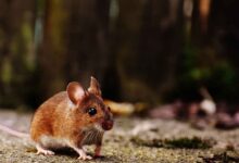 8 Cara Mengusir Tikus Tanpa Racun yang Aman dan Ampuh!