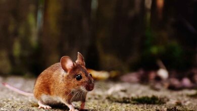 8 Cara Mengusir Tikus Tanpa Racun yang Aman dan Ampuh!