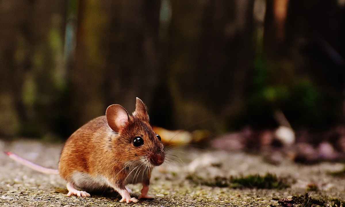 8 Cara Mengusir Tikus Tanpa Racun yang Aman dan Ampuh!