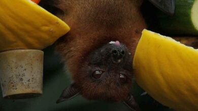 Berikut adalah Ciri Khusus Kelelawar dan Penjelasannya