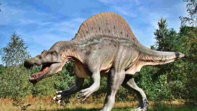 Urutan Zaman Praaksara dan Pengertian Lengkapnya!