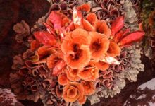 Firegleam Horizon Forbidden West Bisa Ratakan Musuh